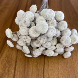 FLORES SECAS BOTÃO BRANCO