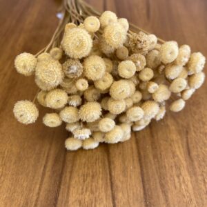 FLORES SECAS BOTÃO DOURADO